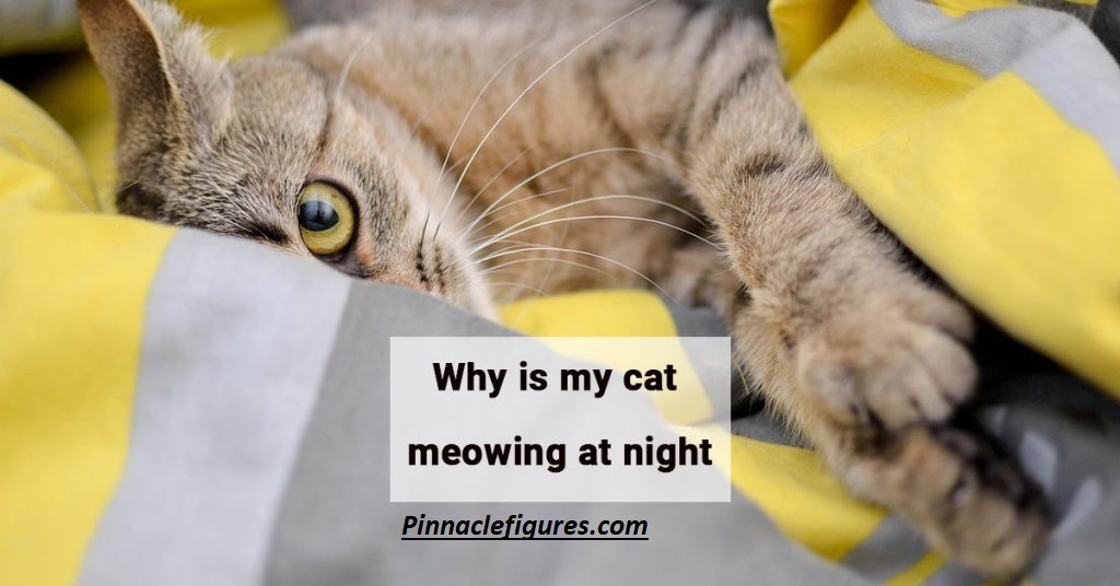 Why Does My Cat Meow at Night? Causes, Fixes & Vet-Backed Solutions