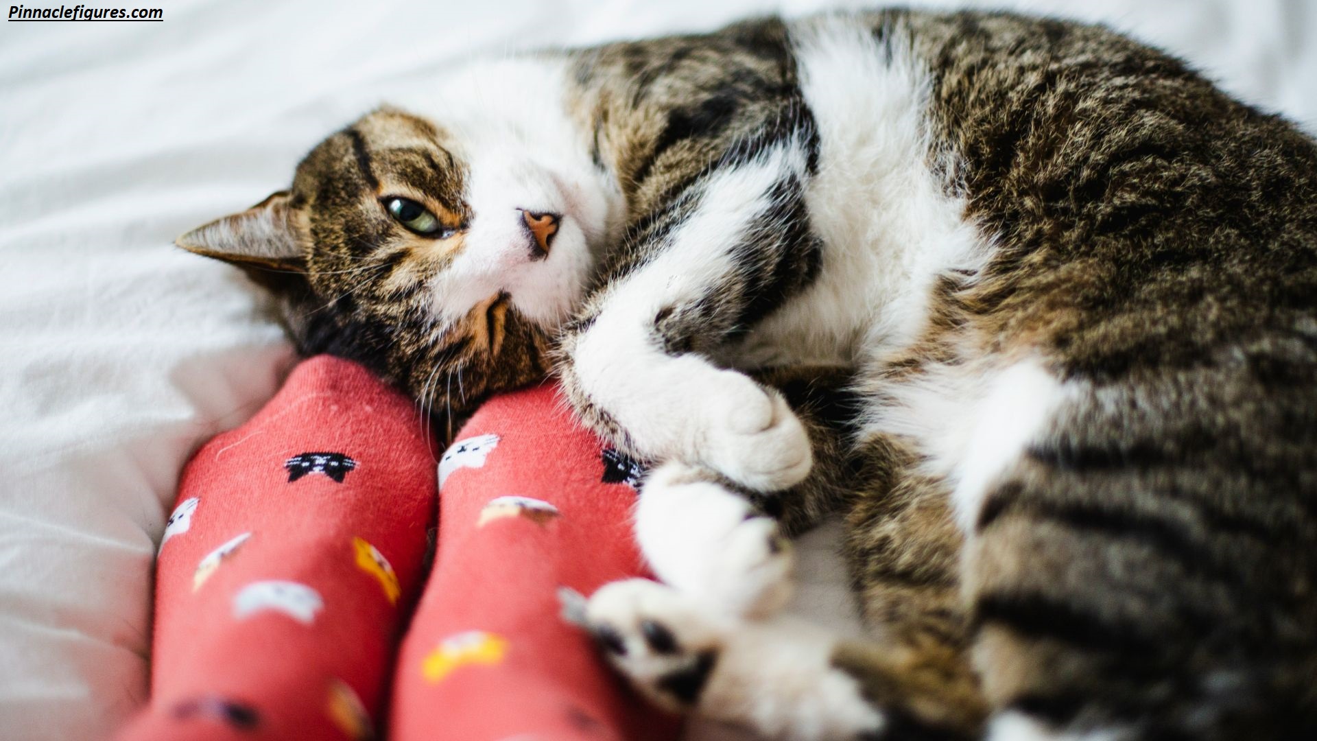 Why Does My Cat Sleep at My Feet? Meaning, Science & What It Says About Your Bond