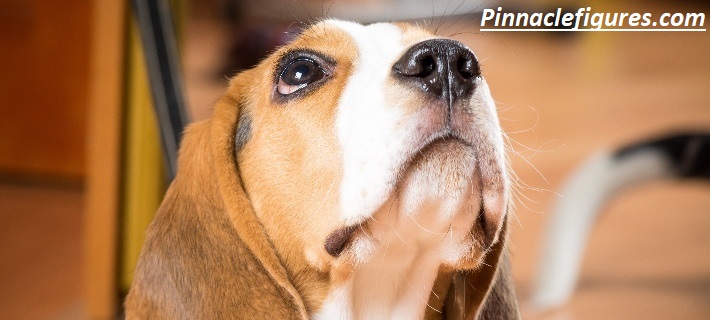 Why Is My Dog Whining? All of a Sudden? 7 Hidden Reasons