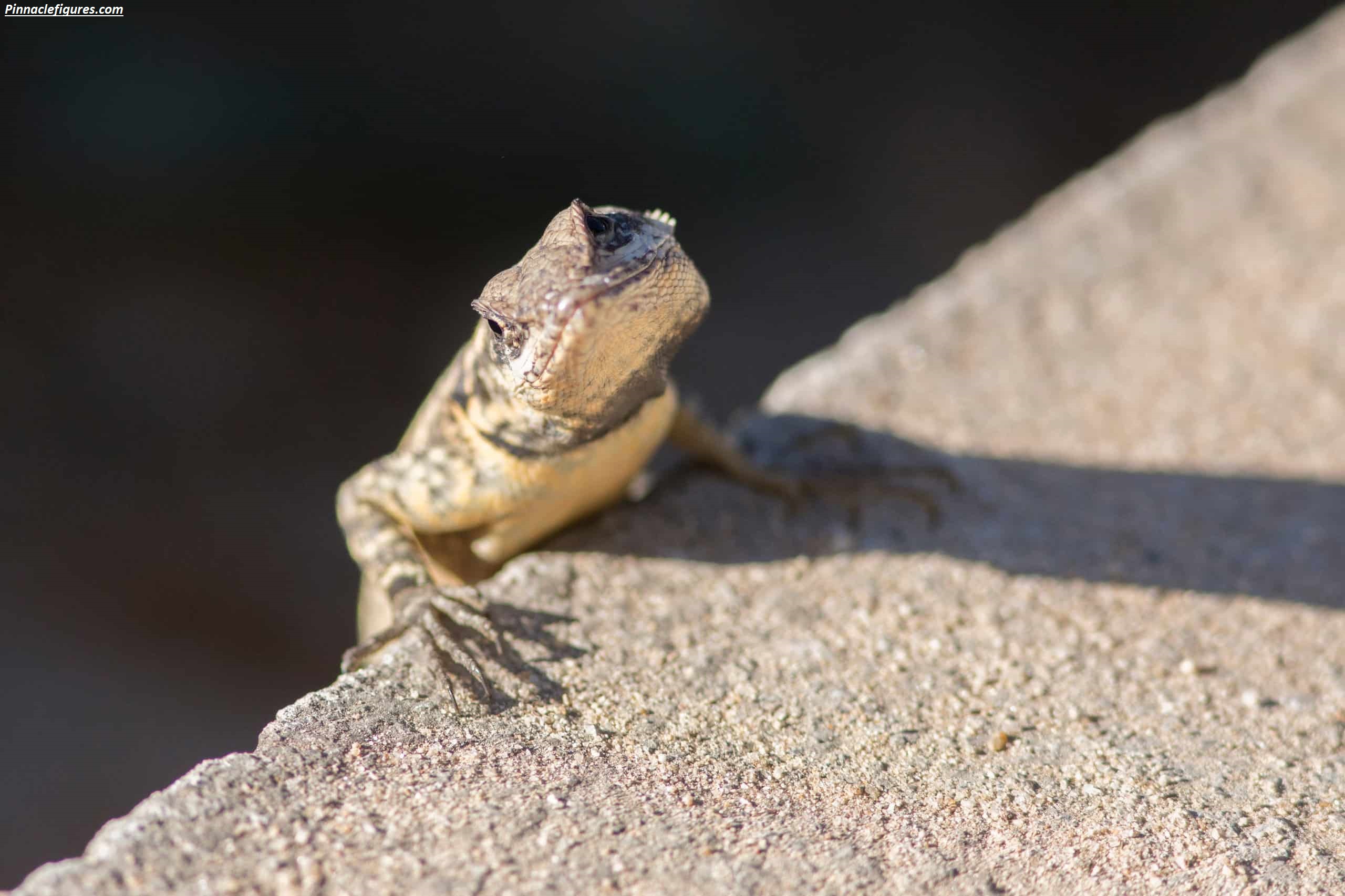 Why Do Lizards Do Push-Ups? The Complete Science Behind This Fascinating Behavior