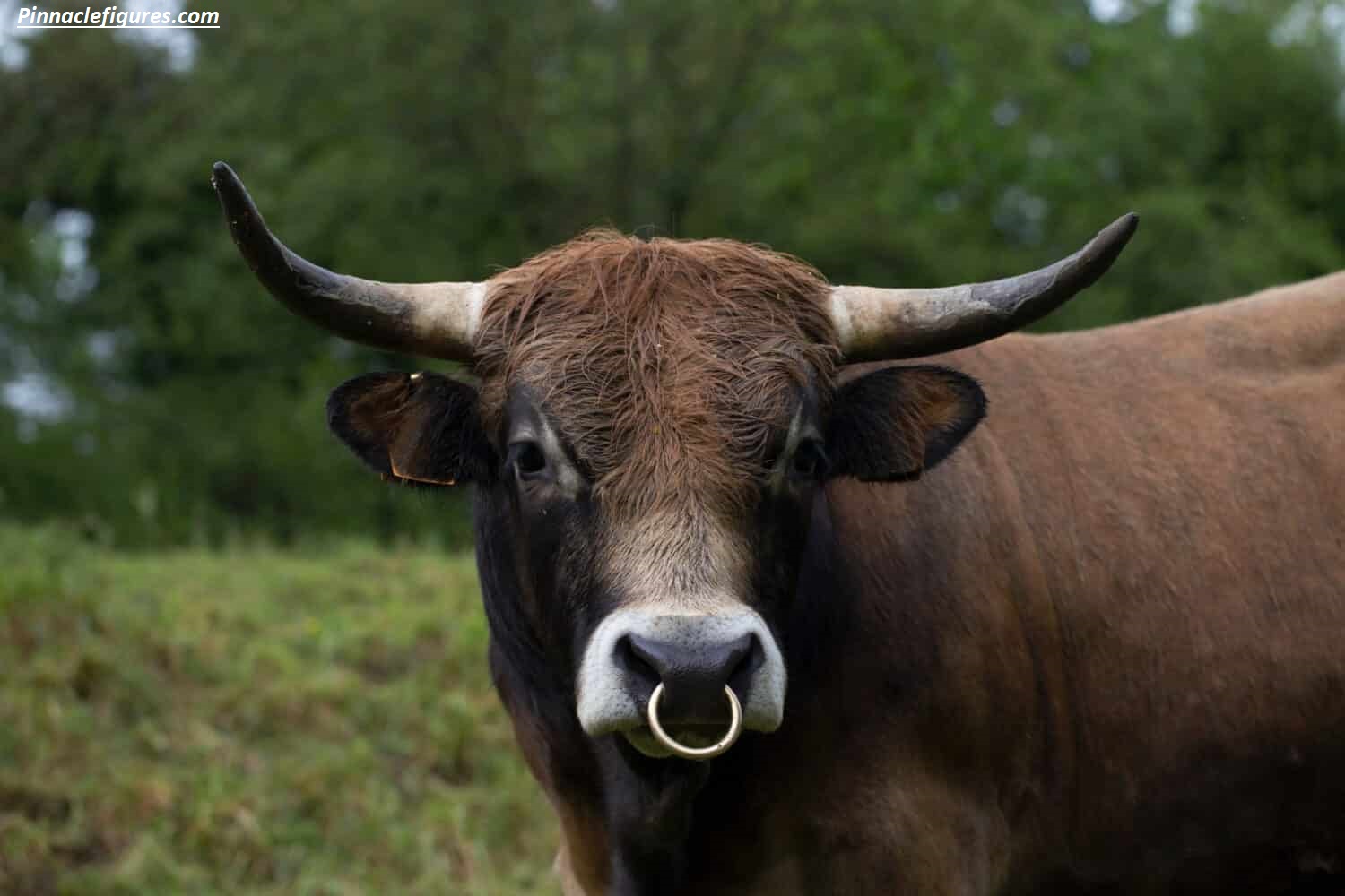 Why Do Bulls Have Nose Rings? The Complete Guide to Bovine Restraint, Safety, and Livestock Management