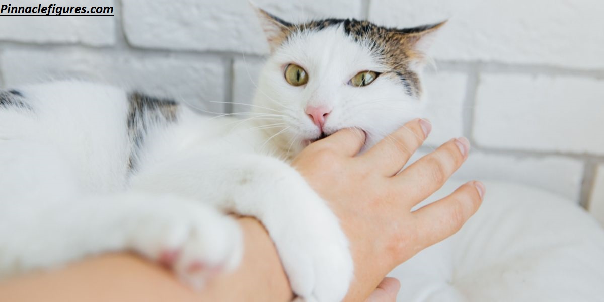Why Does My Cat Bite Me When I Pet Her? Shocking Reasons!