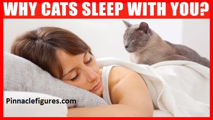 Why Do Cats Lay on You? I Finally Figured It Out (After Years of Being a Cat Pillow)