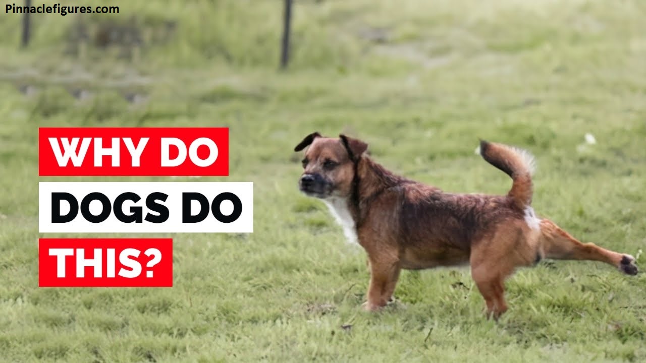 Why Do Dogs Kick After Pooping? (It's Not What You Think)