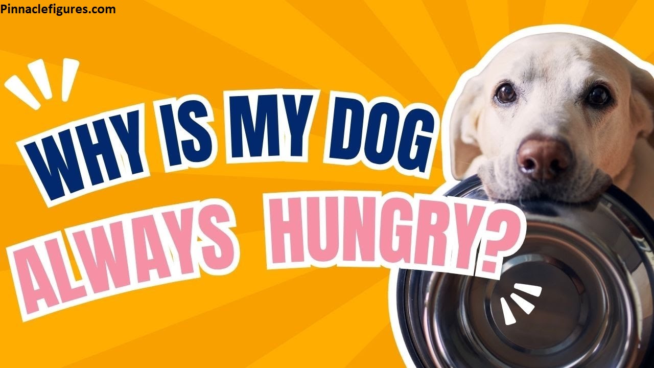 Why Is My Dog Always Hungry? (Real Answers From Someone Who's Been There)
