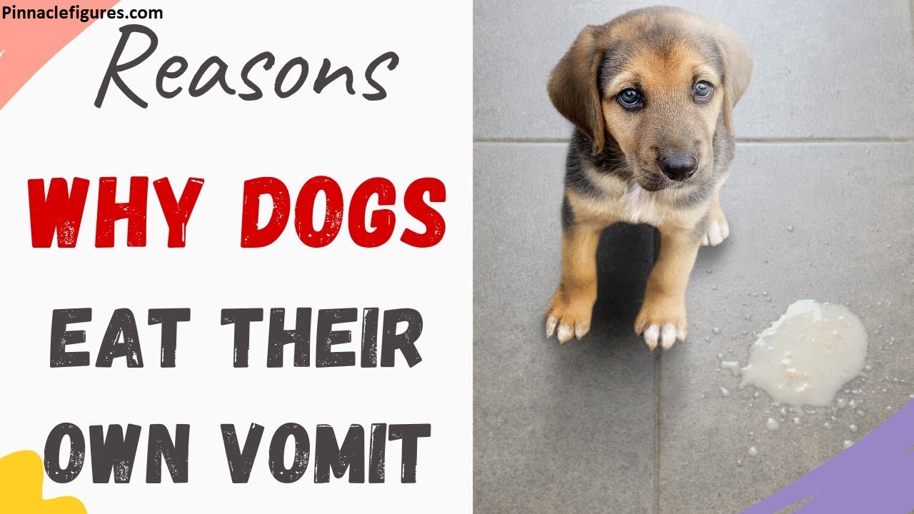 Why Do Dogs Eat Their Vomit?(And When Should You Actually Be Worried?)