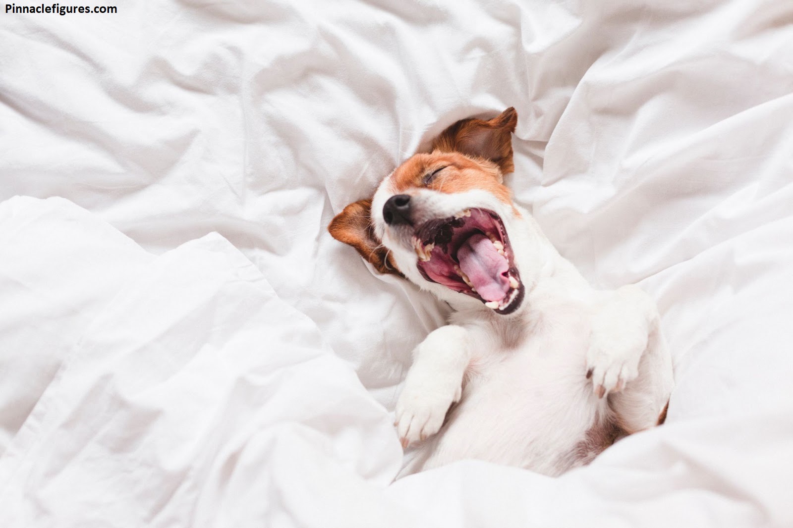 Why Do Dogs Snore? A Dog Owner's Honest Guide to Those Nighttime Sounds